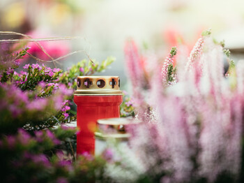 Candle at the cemetery, funeral Eine rote Grabkerze steht zwischen bunten Blumen auf einem Grab.