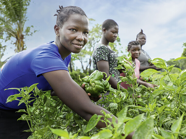 Vier Frauen bei der Gemüseernte