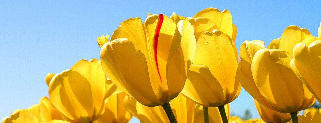 Ein gelbes Tulpenfeld